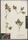 Foto von Salix myrtilloides L. x Salix repens L.